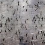 Вирус зика: ученые выяснили, что вирус ведет к деформации черепа Вирус зика: ученые выяснили, что вирус ведет к деформации черепа