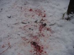 Подробности драки на курорте в Закарпатье: оружие было у хозяина заведения