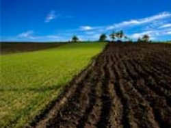 Эксперты подсчитали цену гектара земли в Украине