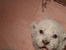 Рождественское чудо: в зоопарке родились белые львята