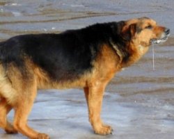 У Хмельницькому покусаного собакою хлопчика рятували милом