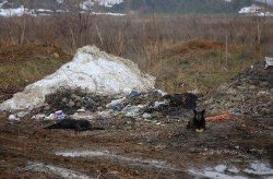 В Одессе появился маньяк, с особой жестокостью убивающий собак