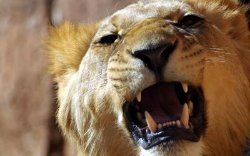 Под Мариуполем в зоопарке лев разорвал мужчину в клочья
