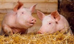 В Украине сокращается производство свинины