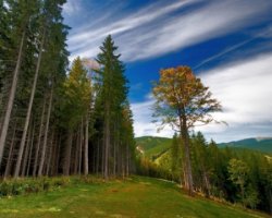Цьогоріч в Україні насадять 4 тис. га нових лісів
