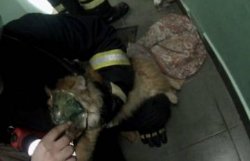 Спасатели откачали кошку с помощью кислородной маски (Видео)