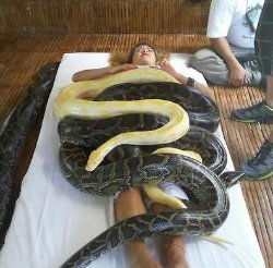 Регина Тодоренко пристрастилась к змеям