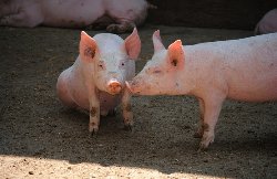 Реализация свиней в больших объемах — это проблема для Закарпатья