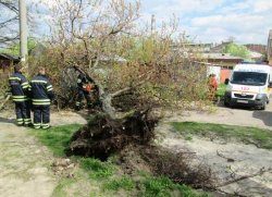 ЧП в Черкассах: на мужчину упало дерево