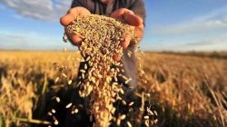 Украинские аграрии потеряют на молдавских квотах до $2 млн