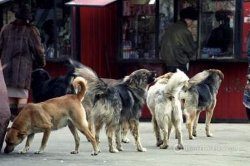 В Николаеве на женщину напала стая бродячих собак