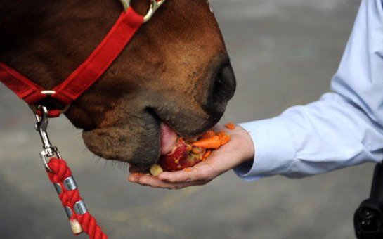 Как правильно кормить лошадь