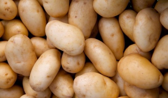 Уроки мастерства для картофелеводов