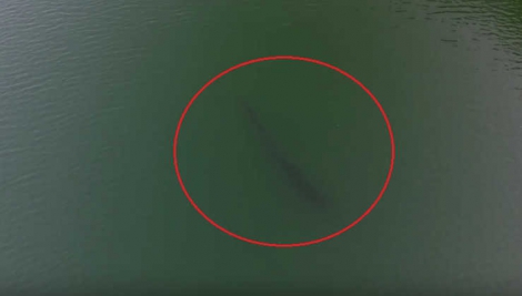 В водоеме под Кременчугом обнаружили неизвестное чудовище