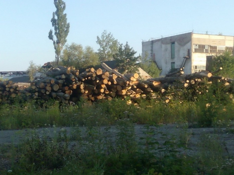На Буковине 5 гослесхозов нелегально экспортировали древесину