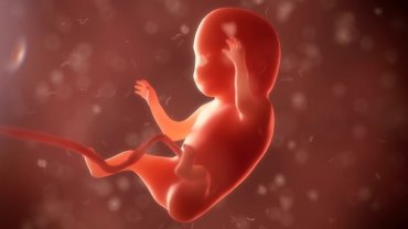 Ученые научились «редактировать» эмбрионы