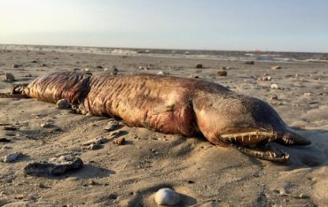 На пляже в Техасе нашли загадочное животное