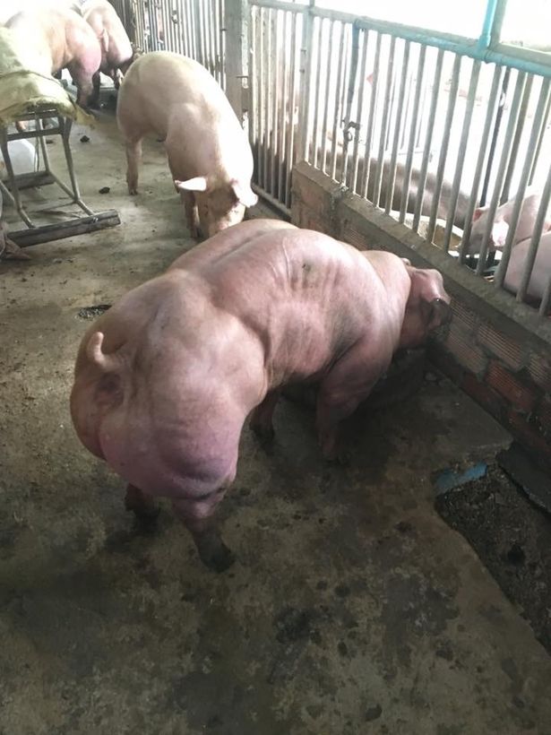 Фермер разводит мускулистых свиней-мутантов