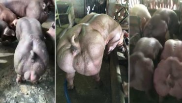 Фермер разводит мускулистых свиней-мутантов
