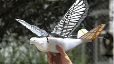 Созданы беспилотники-шпионы в виде голубей