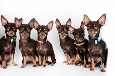Клонирование: с самой маленькой в мире собаки сделали 49 копий