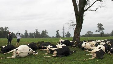 В России на глазах у селян расстреляли стадо их коров