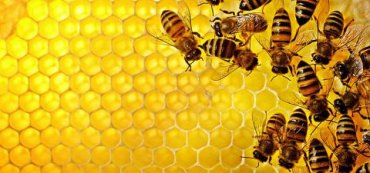 Роботы-пчелы будут помогать насекомым выжить
