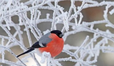 Ученые нашли неожиданную опасность зимы